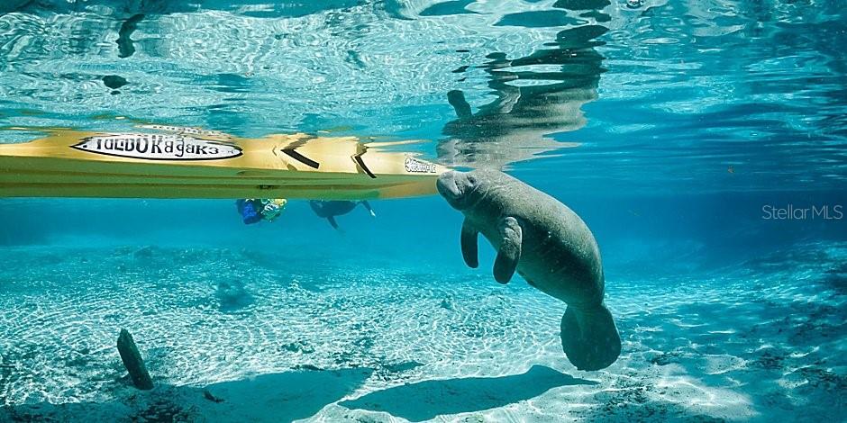 5327 N MALLOWS CIR, BEVERLY HILLS, FL, 34465