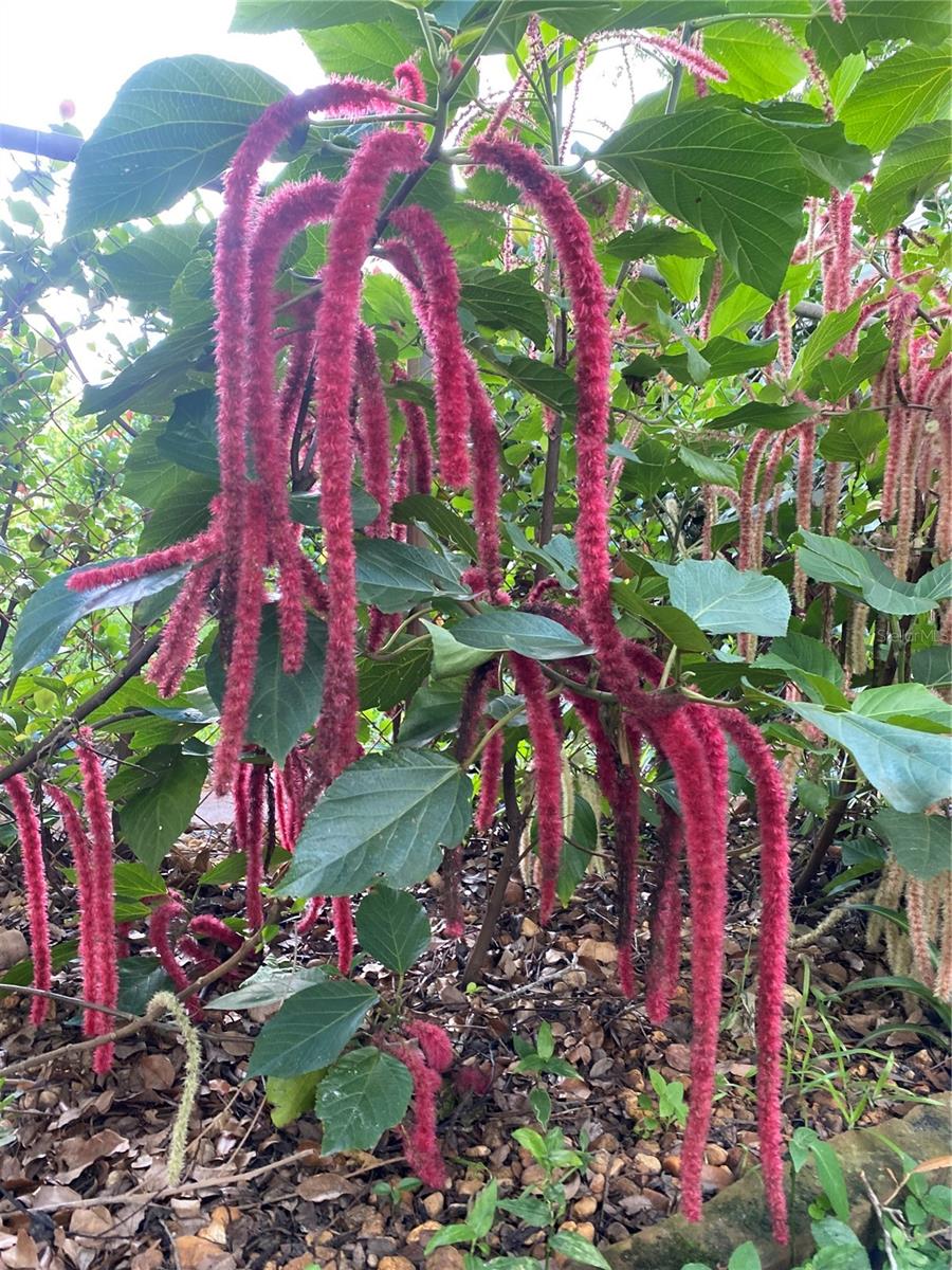 3962 60TH ST N, ST PETERSBURG, FL, 33709