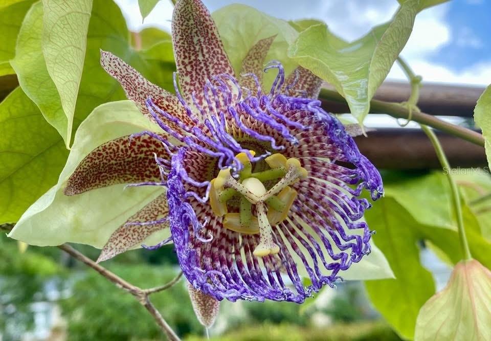 3962 60TH ST N, ST PETERSBURG, FL, 33709