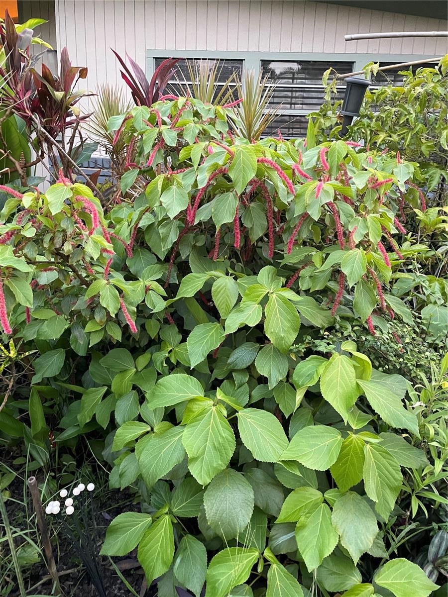 3962 60TH ST N, ST PETERSBURG, FL, 33709