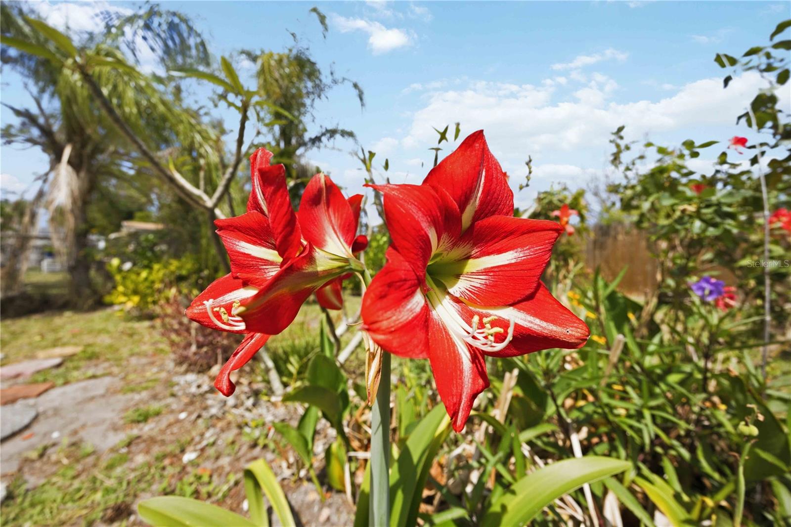 917 CHURCH ST, VENICE, FL, 34285