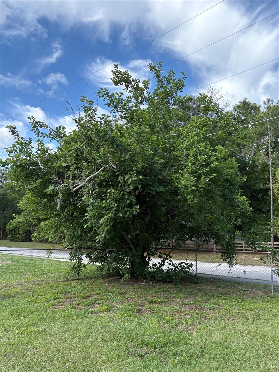 1203 USTLER RD, APOPKA, FL, 32712