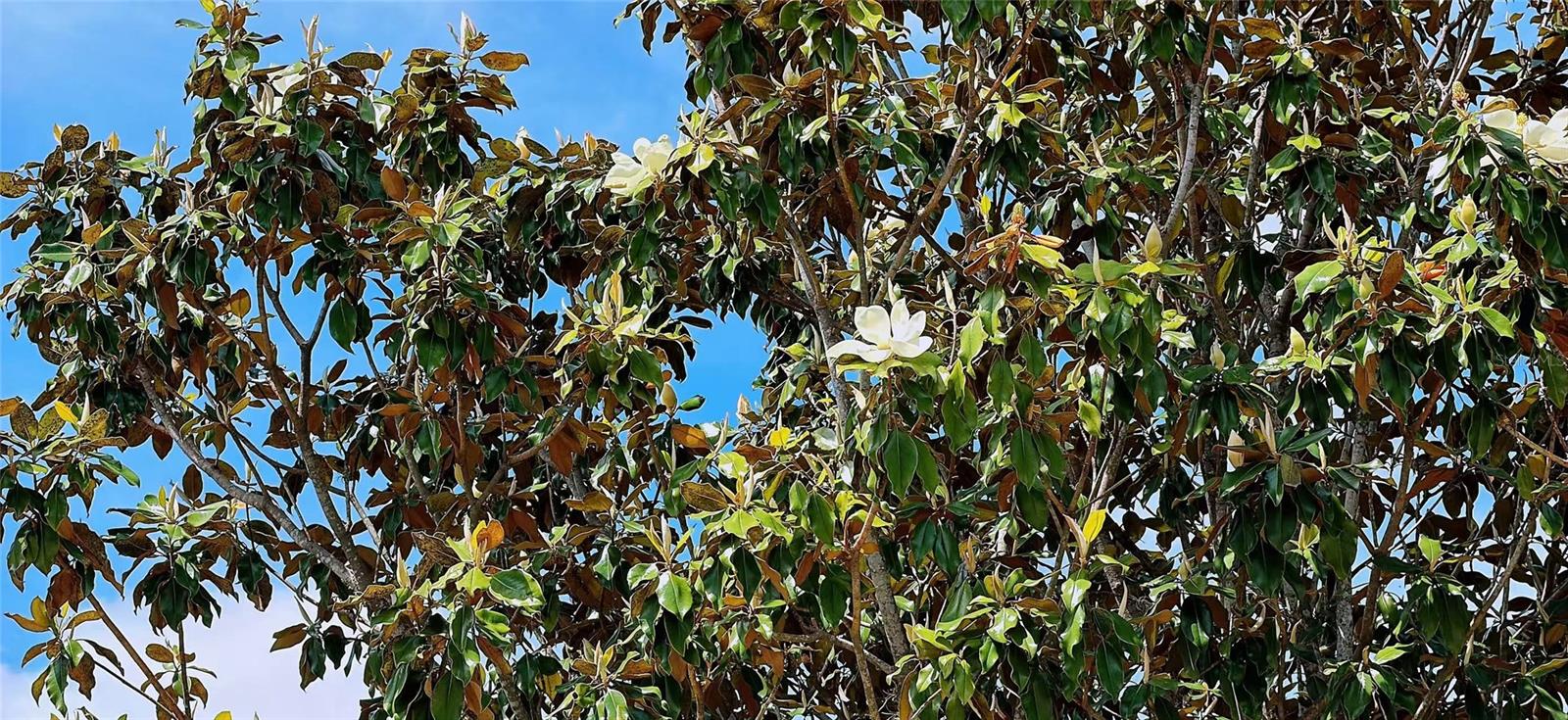 13212 SOCIAL LN, WINTER GARDEN, FL, 34787