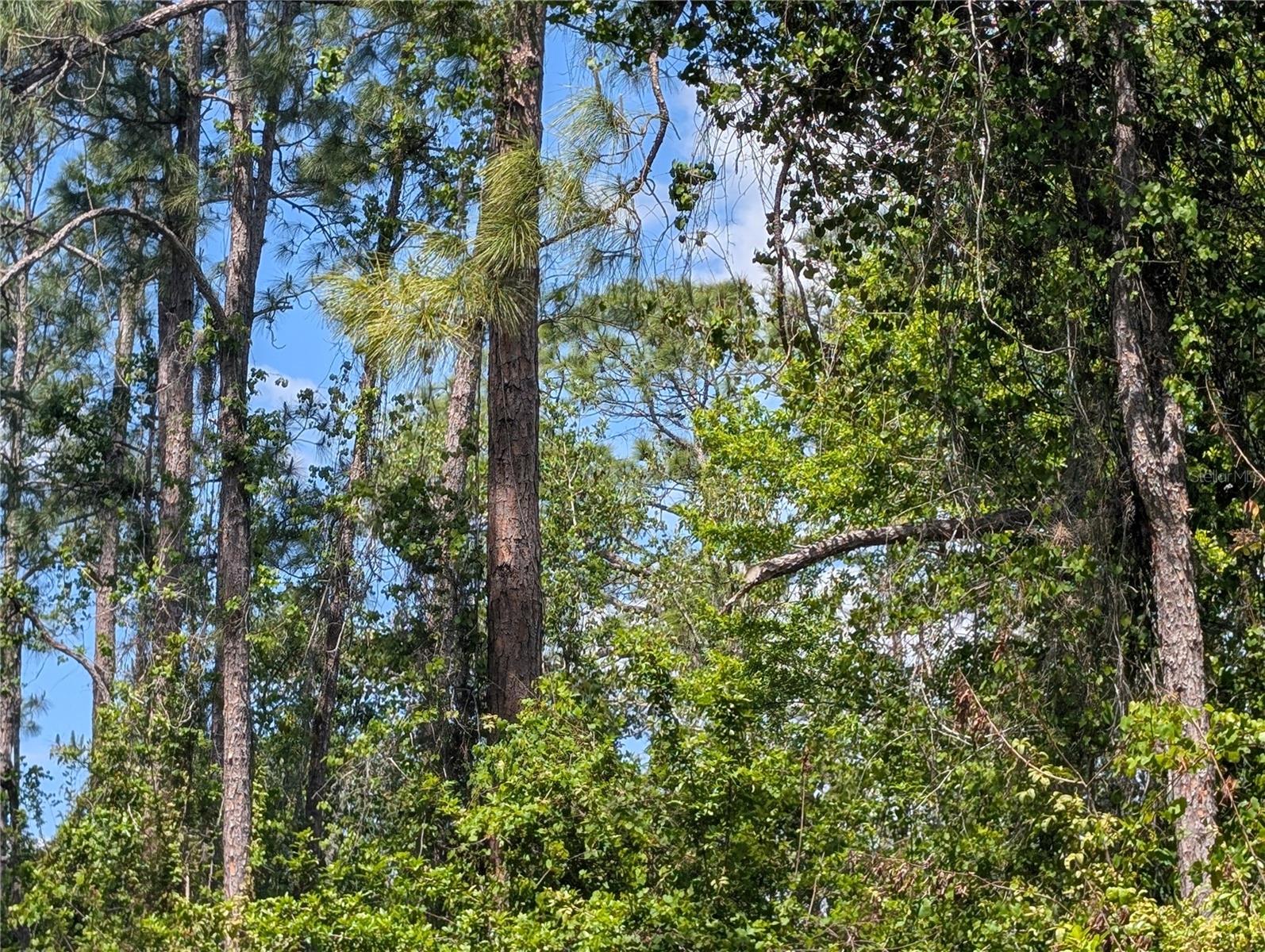 204 ALLAMANDA DR, INDIAN LAKE ESTATES, FL, 33855