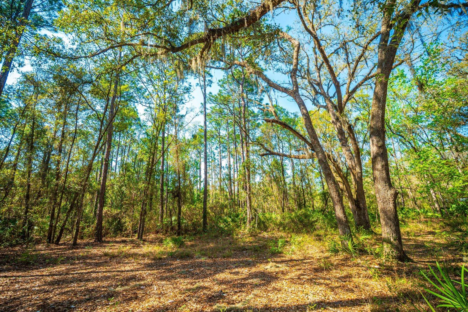 109 MOURNING DOVE WAY, GREEN COVE SPRINGS, FL, 32043