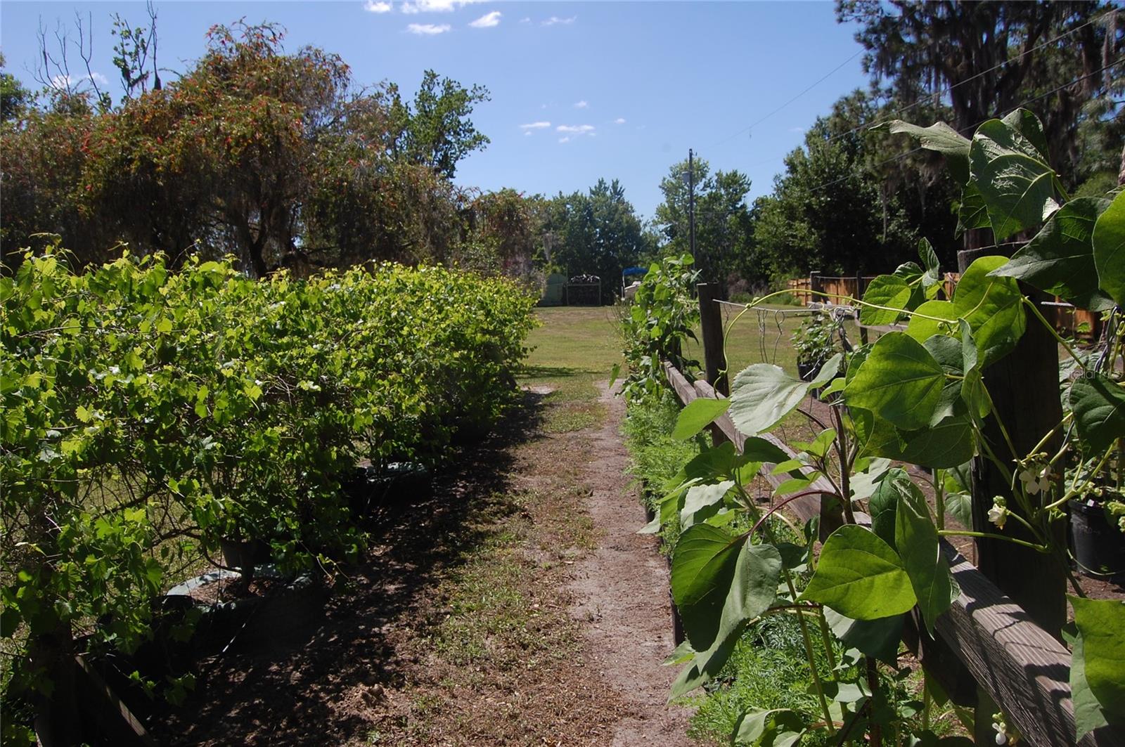 30230 PALM LN, WESLEY CHAPEL, FL, 33545