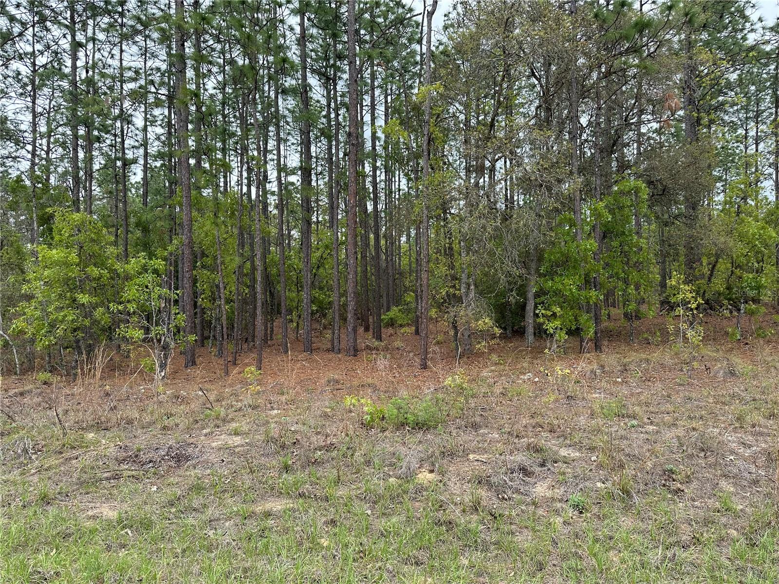 SW 125TH COURT RD, DUNNELLON, FL, 34432