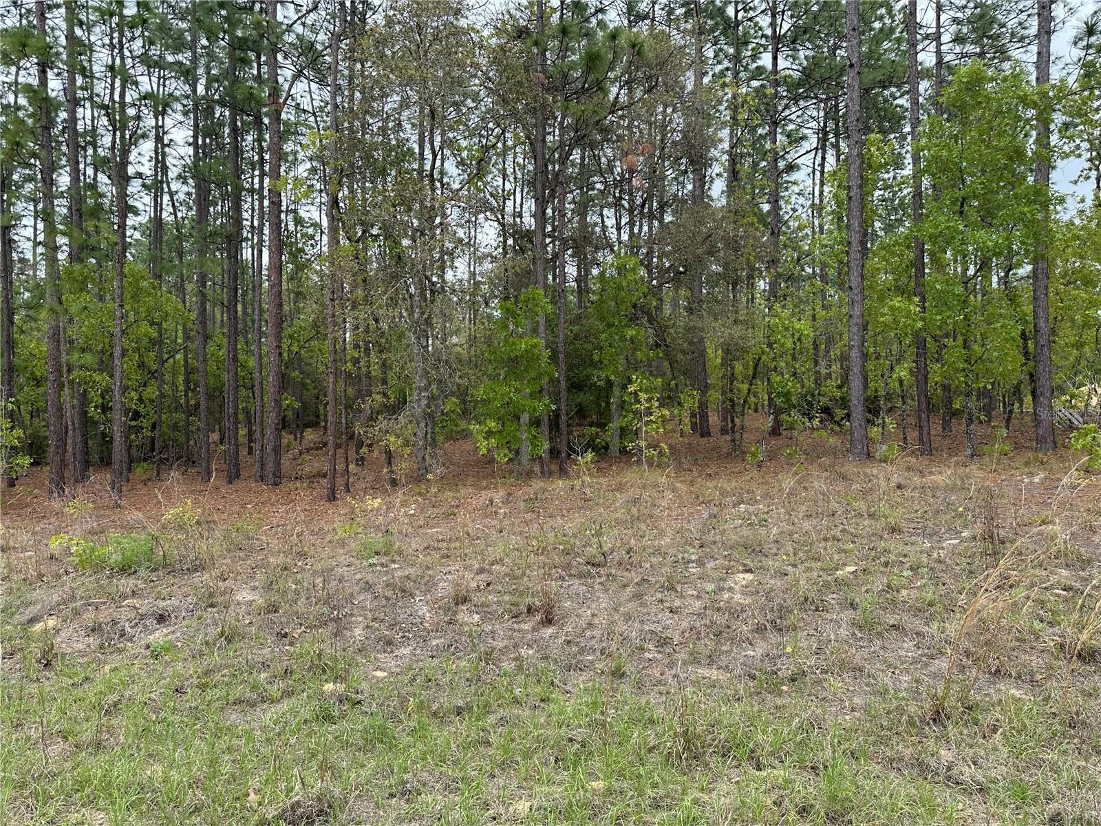 SW 125TH COURT RD, DUNNELLON, FL, 34432