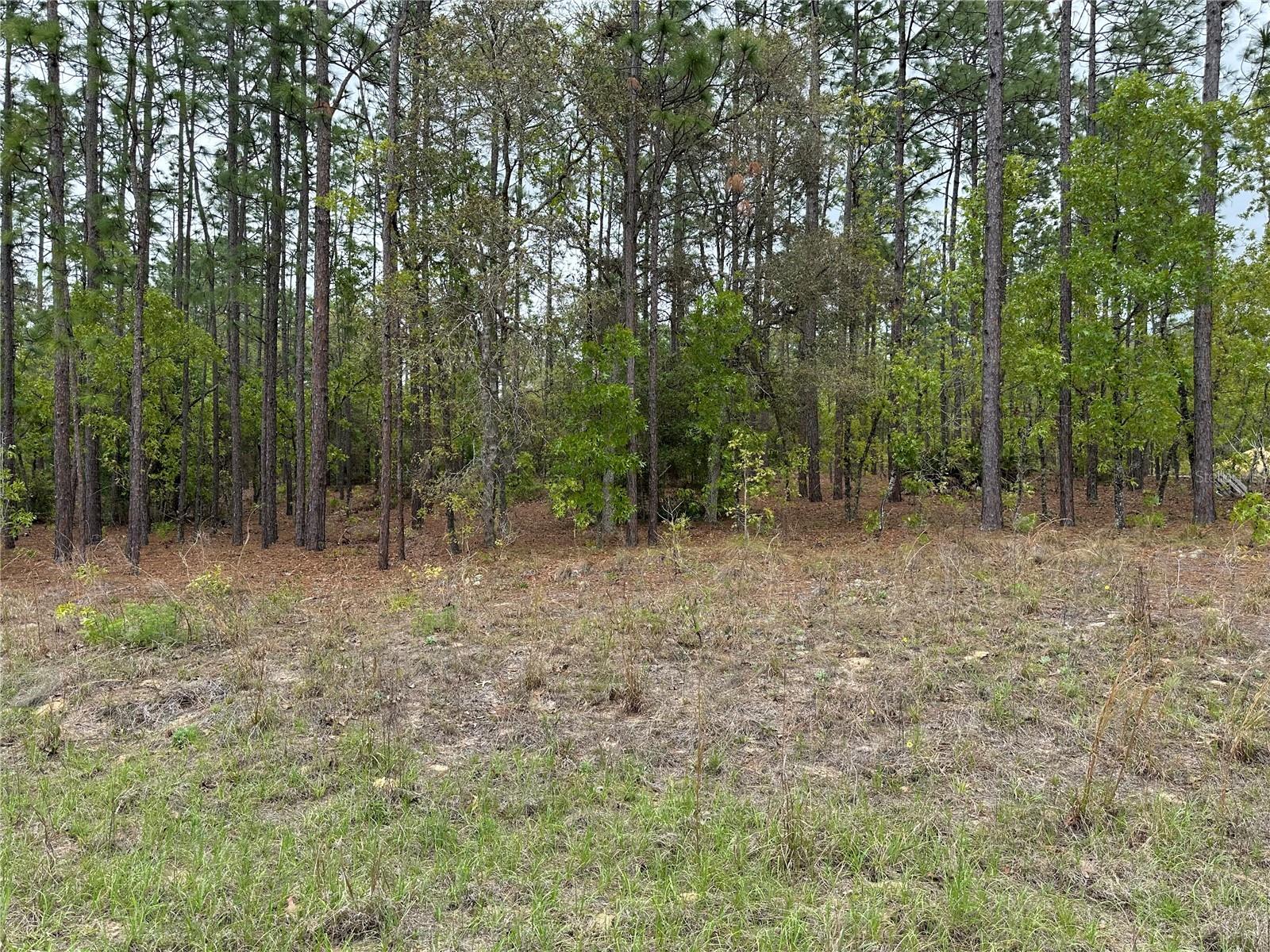 SW 125TH COURT RD, DUNNELLON, FL, 34432