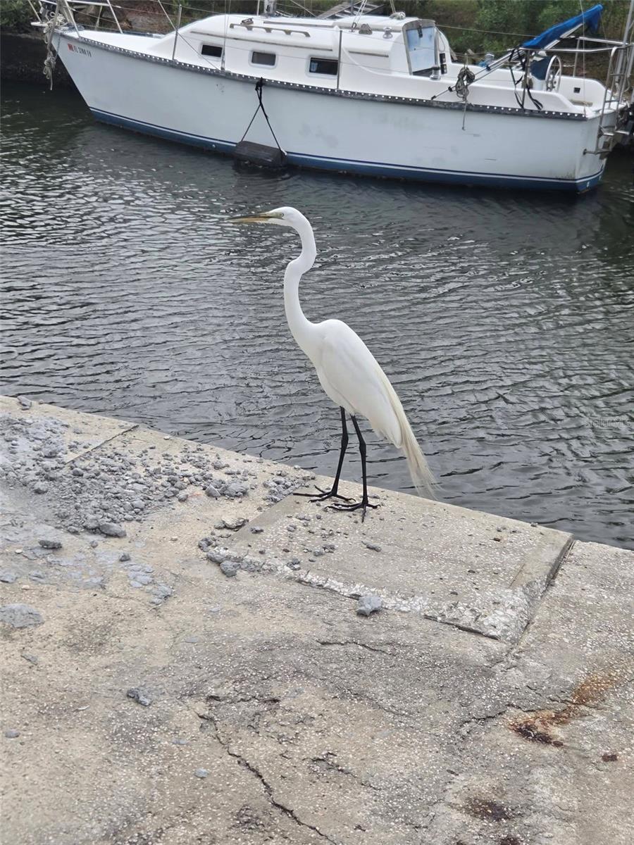 6726 ALBATROSS LN, HUDSON, FL, 34667