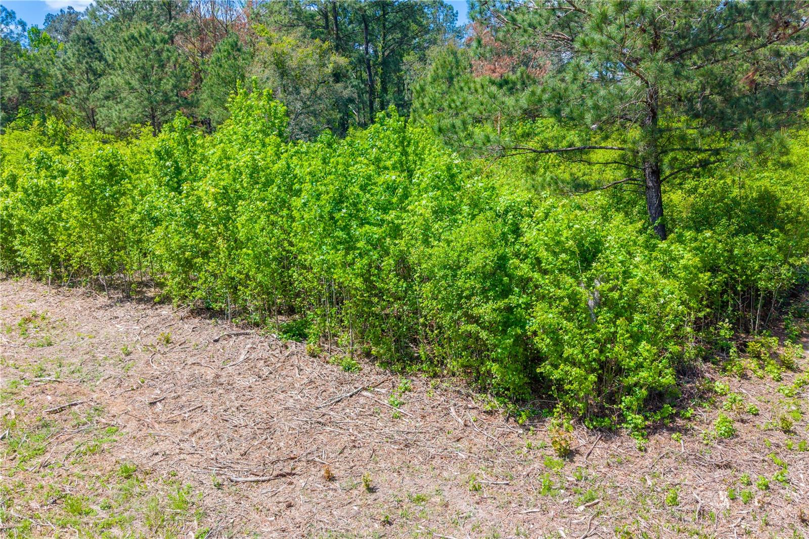 5781 SW 91ST PL, LAKE BUTLER, FL, 32054