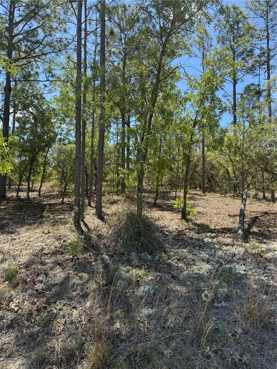 LOT# 8 SW MINEOLA LN, DUNNELLON, FL, 34431