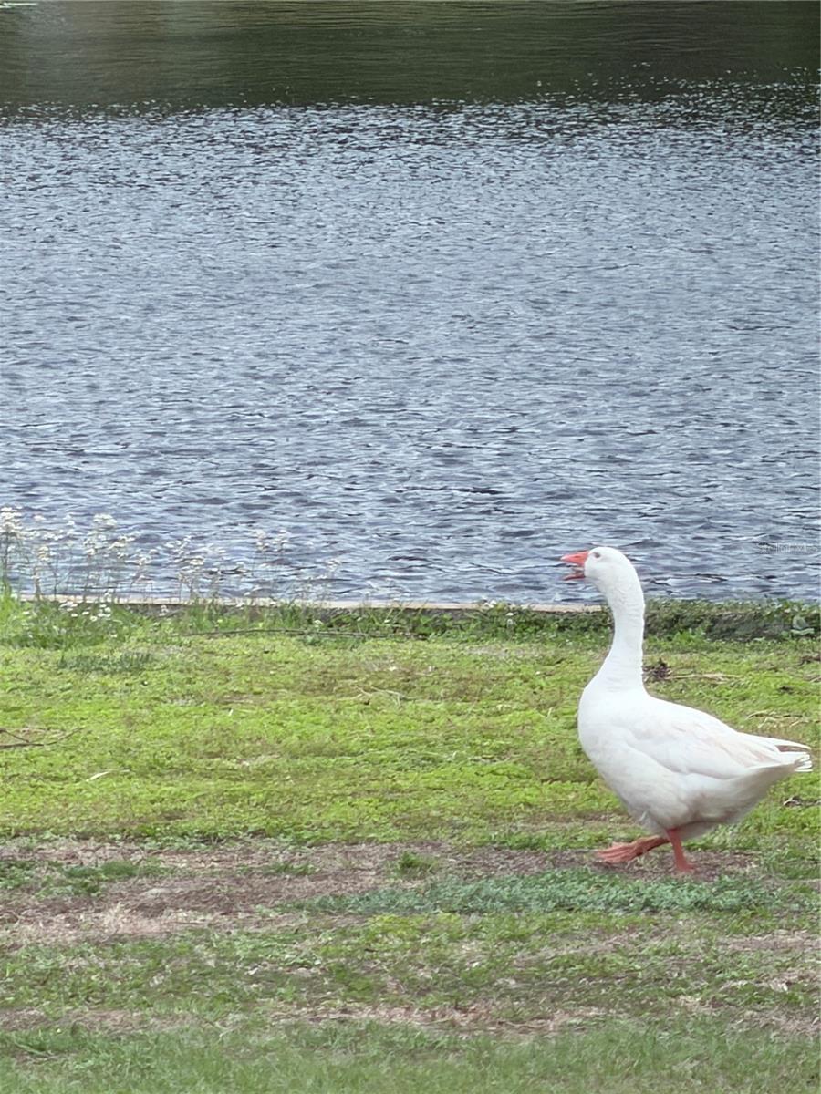 11505 N ROME AVE, TAMPA, FL, 33612