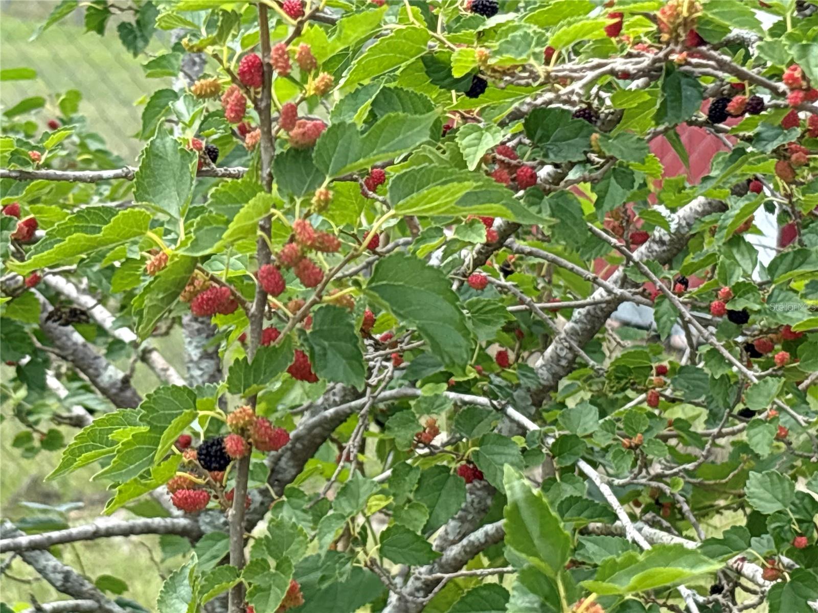 8595 MILLINOCKETT LN, ORLANDO, FL, 32825