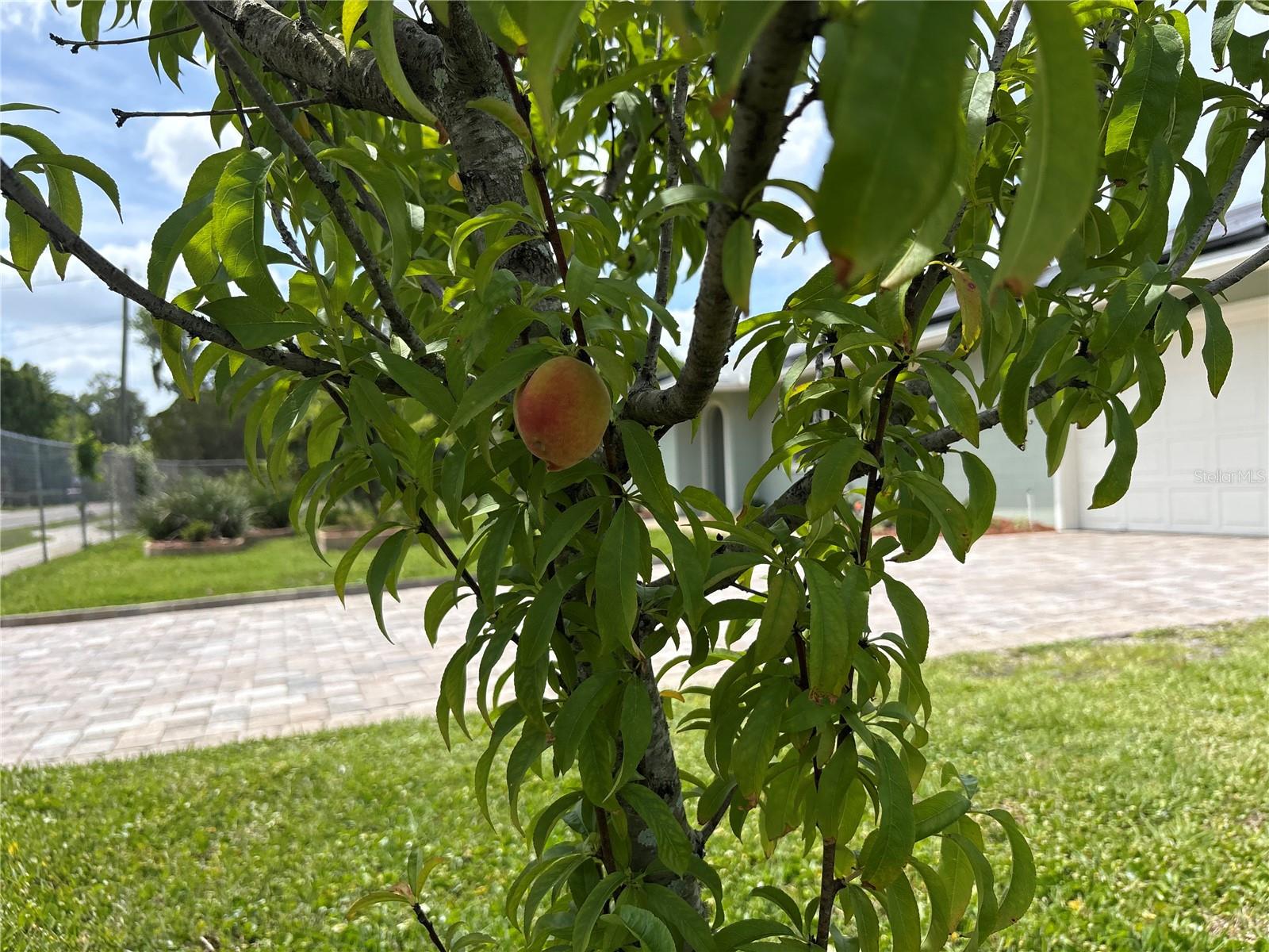 8595 MILLINOCKETT LN, ORLANDO, FL, 32825