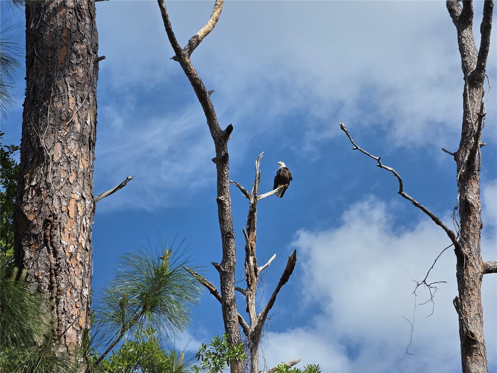 3853 STRATFIELD DR, NEW PORT RICHEY, FL, 34652