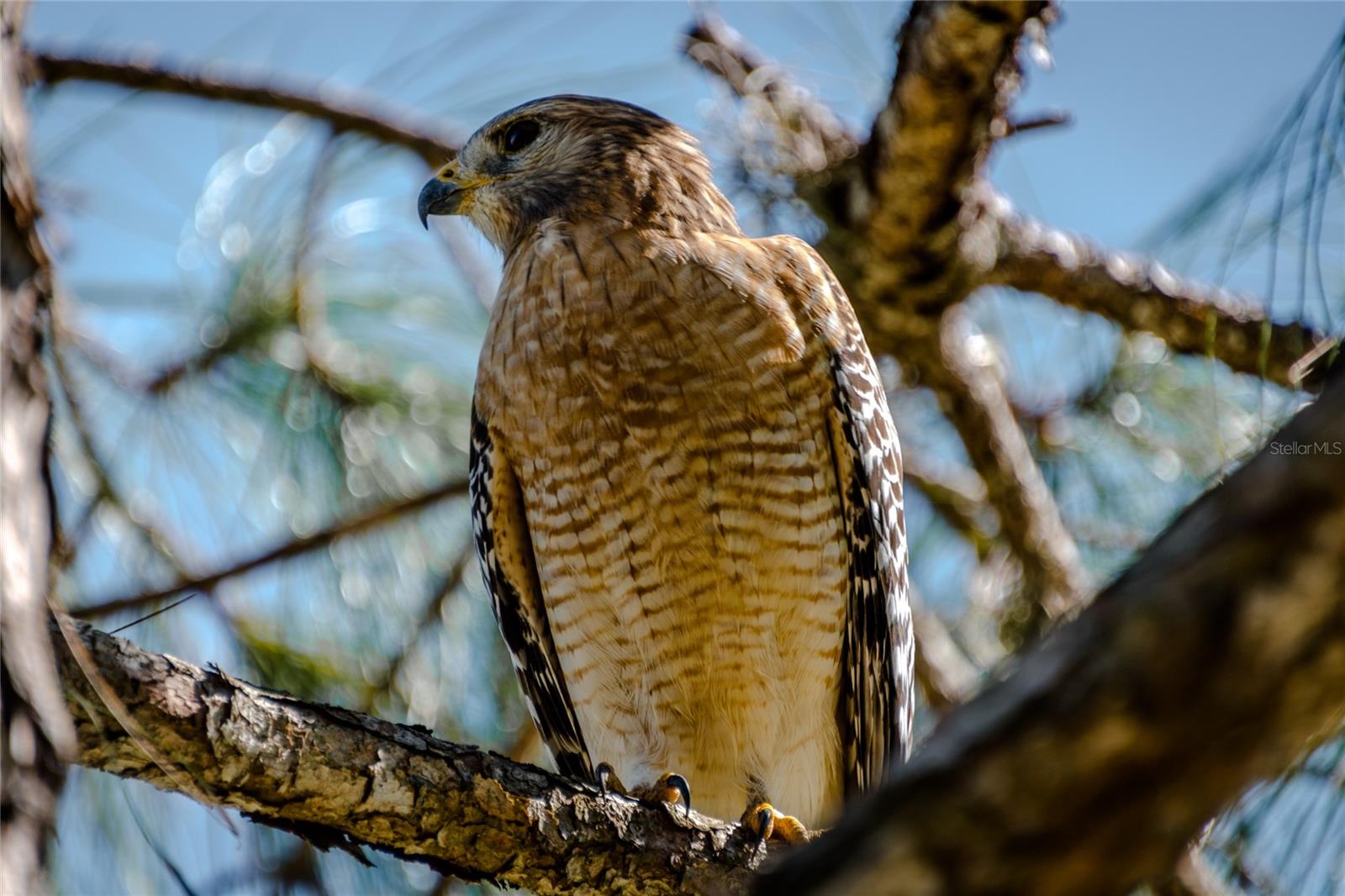 4912 CHARLES PARTIN DR, PARRISH, FL, 34219