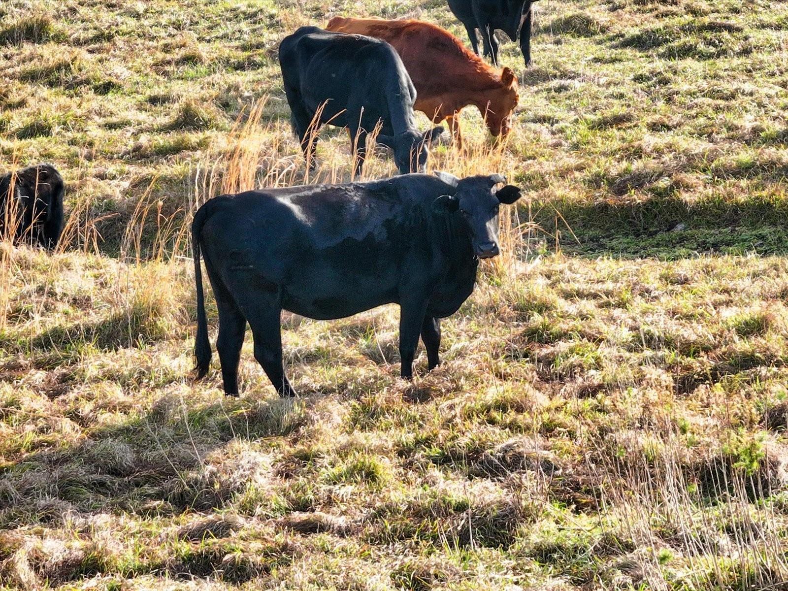 8792 WINTER BREEZE WAY, SARASOTA, FL, 34241