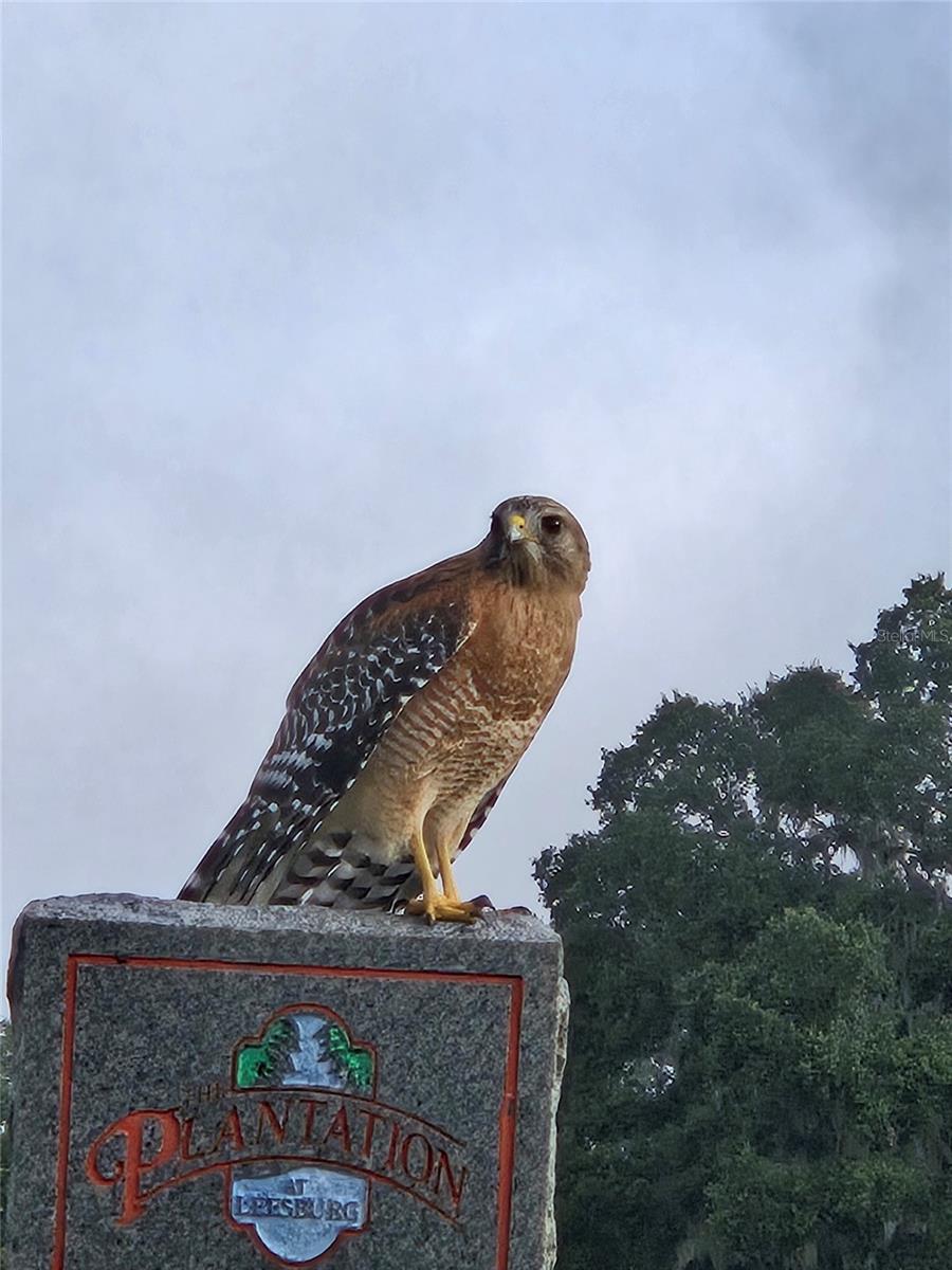 3723 MULBERRY GROVE LOOP, LEESBURG, FL, 34748