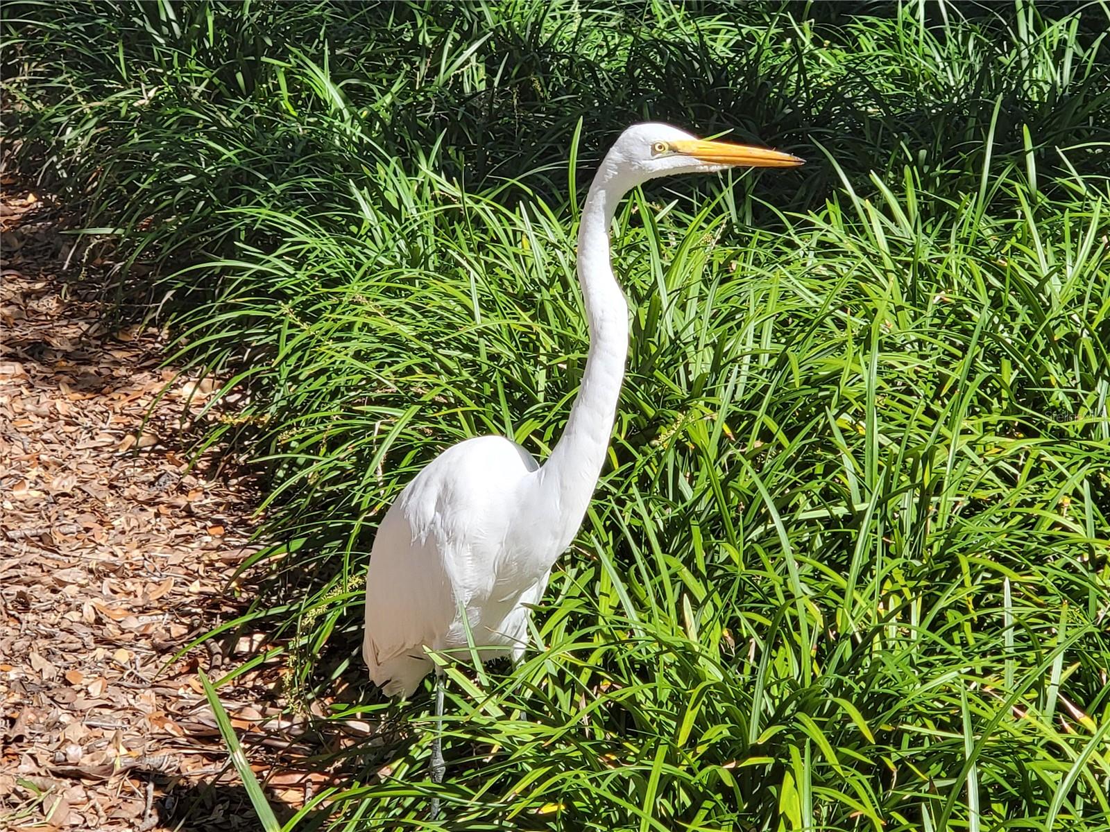 3723 MULBERRY GROVE LOOP, LEESBURG, FL, 34748