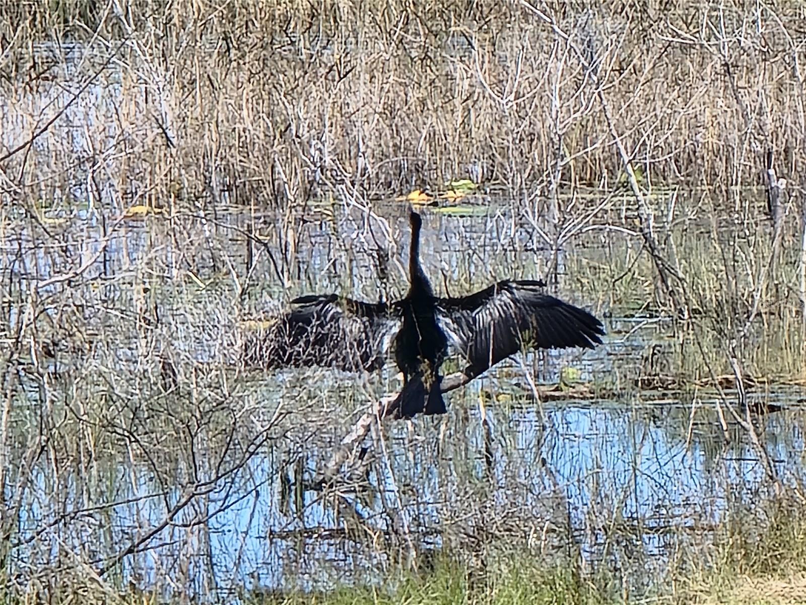 3723 MULBERRY GROVE LOOP, LEESBURG, FL, 34748