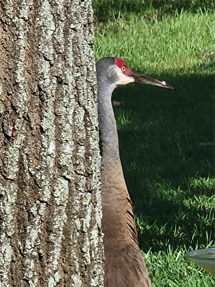 3723 MULBERRY GROVE LOOP, LEESBURG, FL, 34748