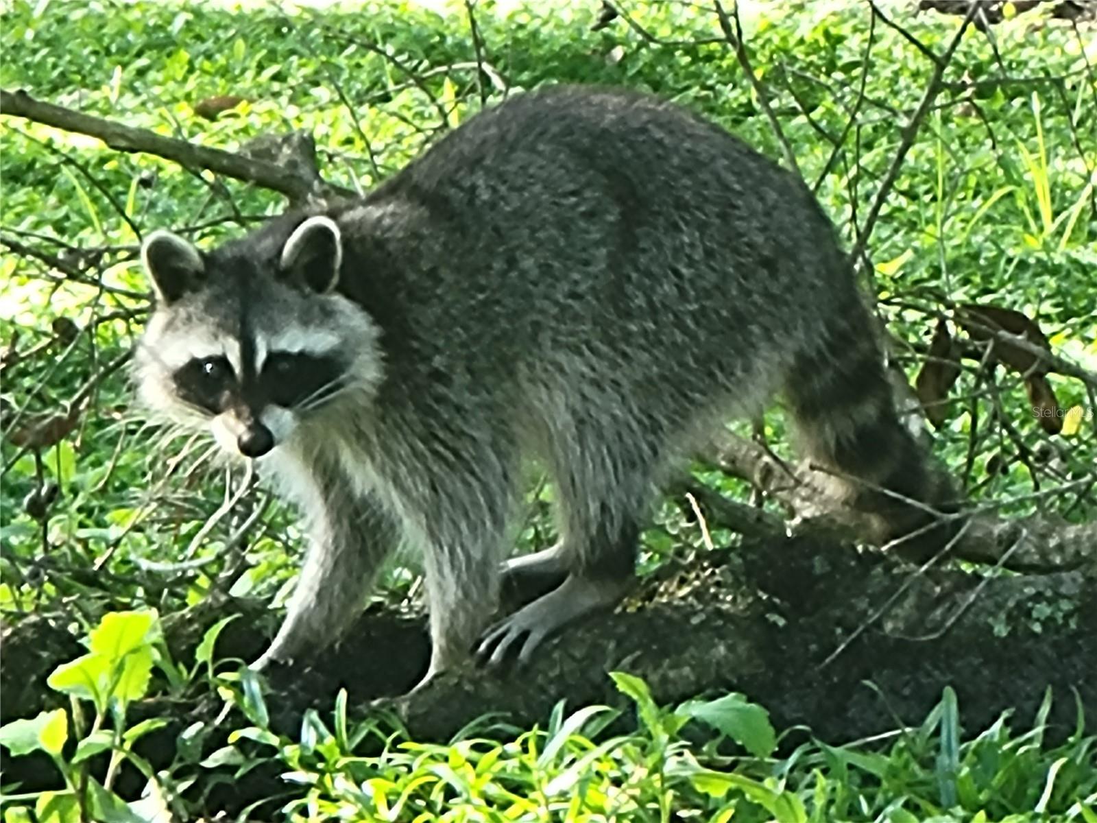 3723 MULBERRY GROVE LOOP, LEESBURG, FL, 34748