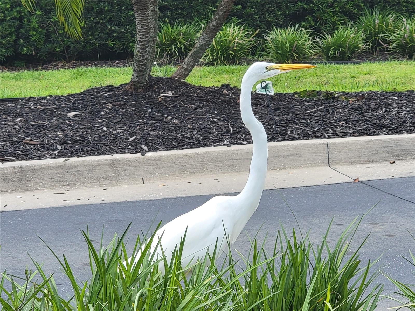 3723 MULBERRY GROVE LOOP, LEESBURG, FL, 34748