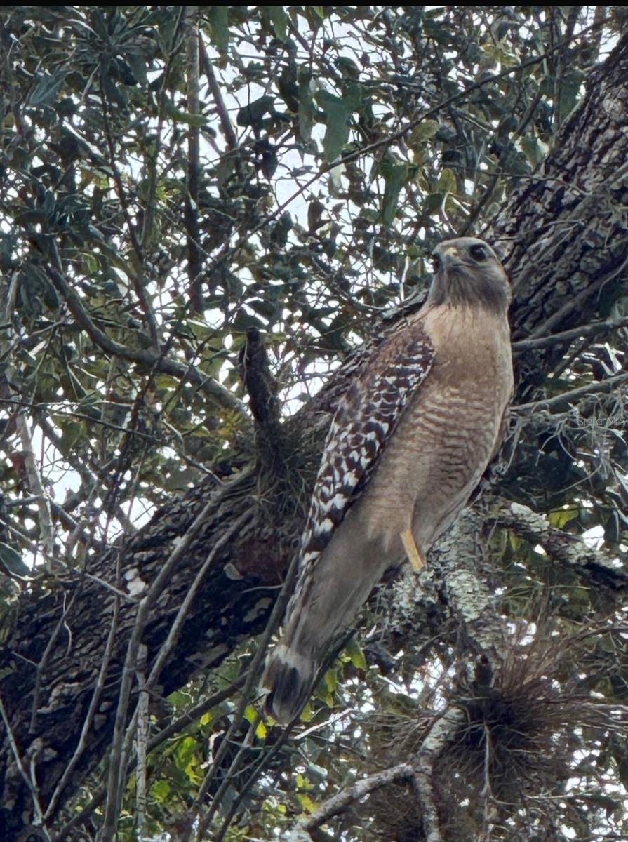 36564 SINGLETARY RD, MYAKKA CITY, FL, 34251