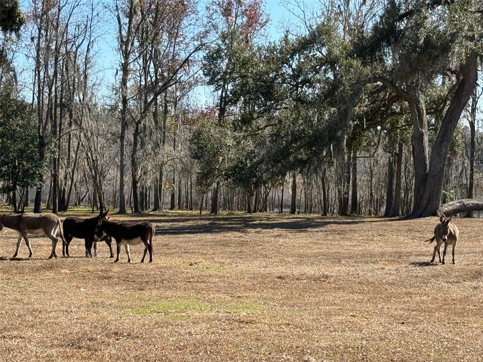 37214 HESTER RD, DADE CITY, FL, 33525