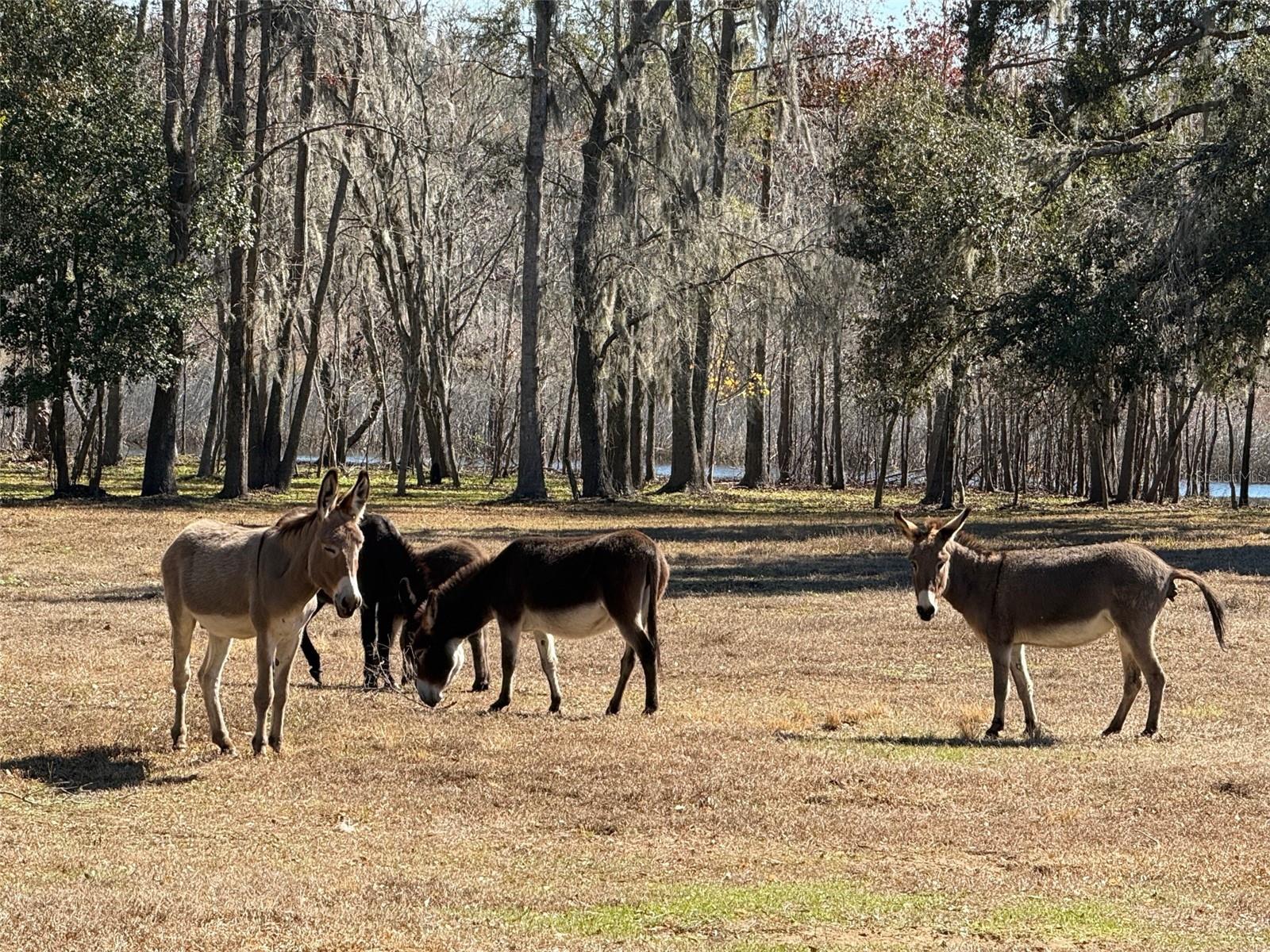 37214 HESTER RD, DADE CITY, FL, 33525