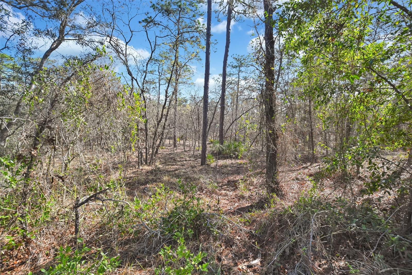 17 ELDER CT E, HOMOSASSA, FL, 34446