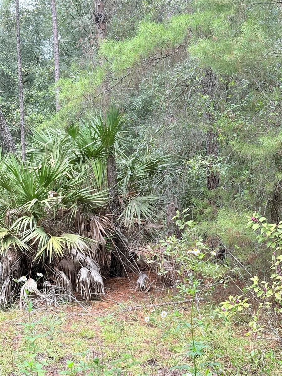 TBD NE 237TH PL, FORT MC COY, FL, 32134