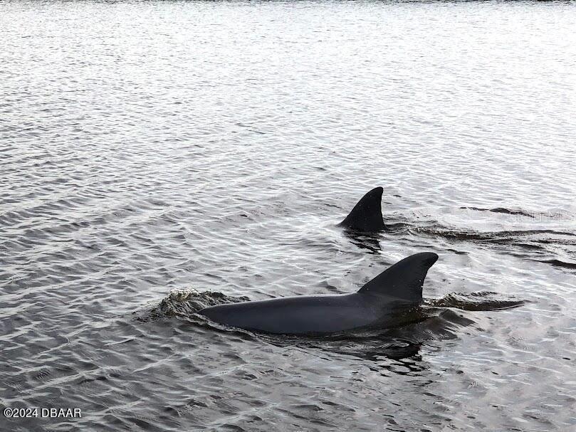 2828 N ATLANTIC AVE #604, DAYTONA BEACH, FL, 32118