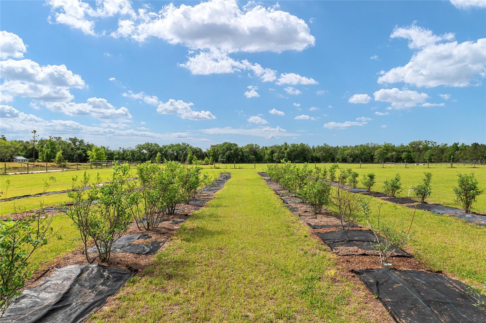 3725 172ND ST, WELLBORN, FL, 32094