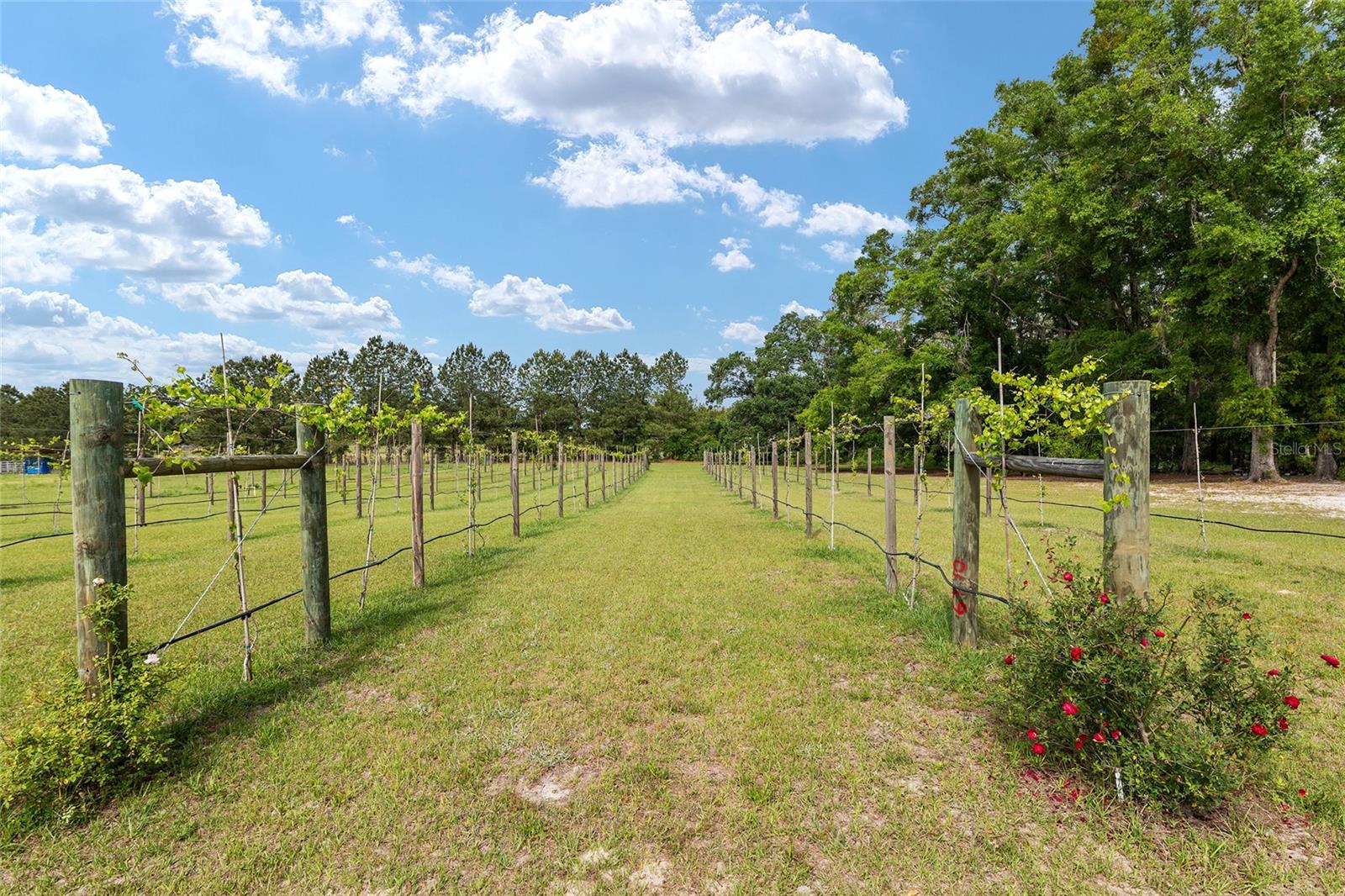 3725 172ND ST, WELLBORN, FL, 32094