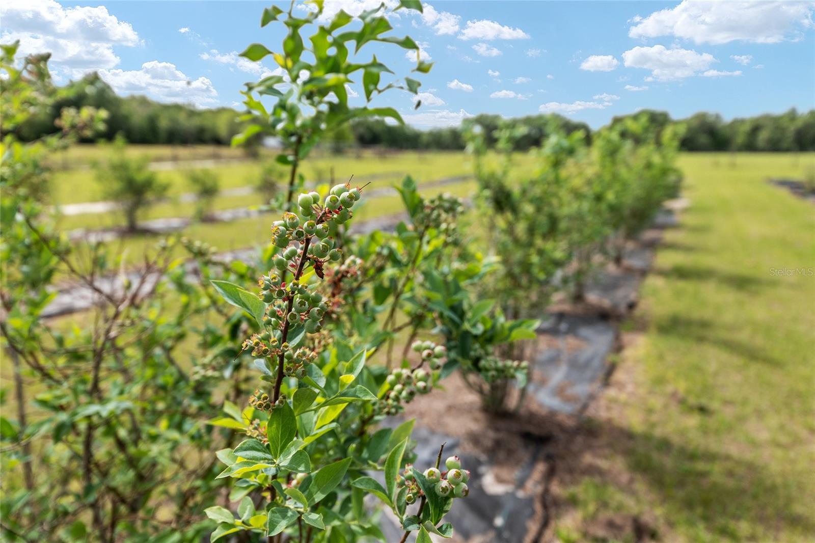 3725 172ND ST, WELLBORN, FL, 32094