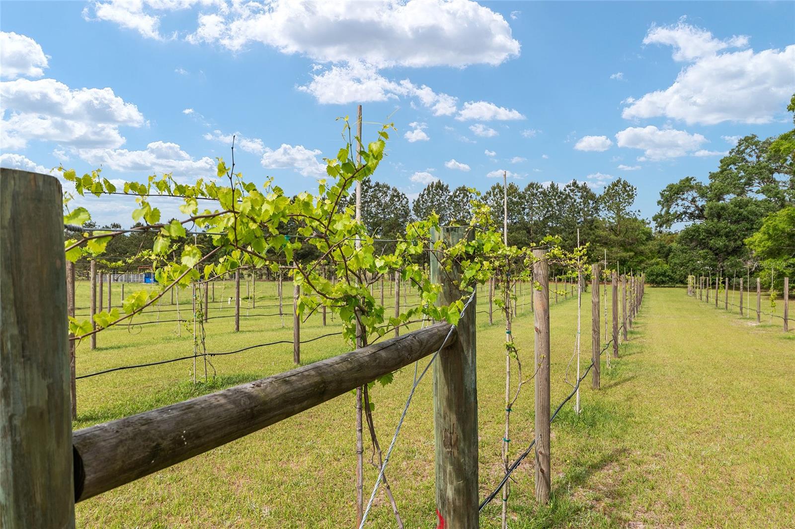 3725 172ND ST, WELLBORN, FL, 32094