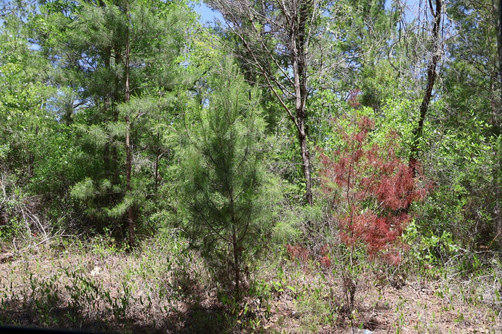 TBD SW 157TH LN, DUNNELLON, FL, 34432