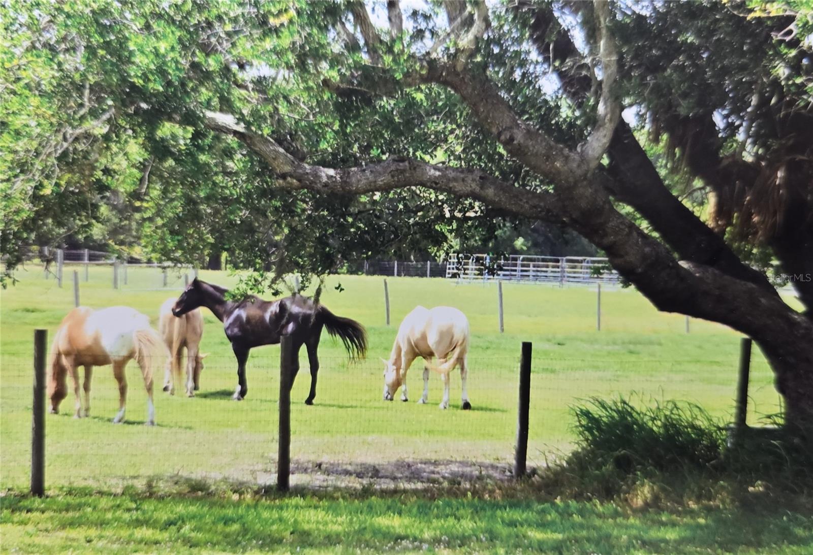 7662 SW LIVERPOOL RD, ARCADIA, FL, 34269