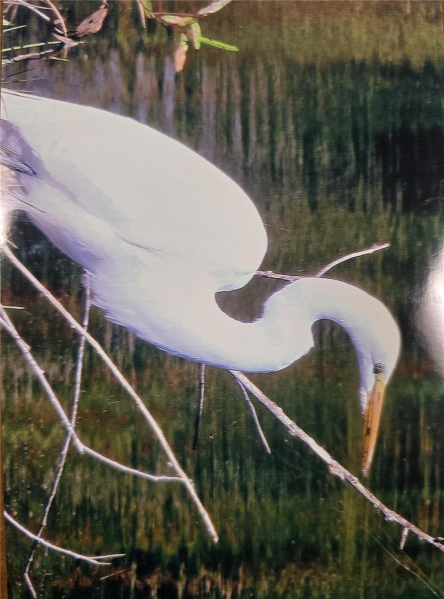 7662 SW LIVERPOOL RD, ARCADIA, FL, 34269