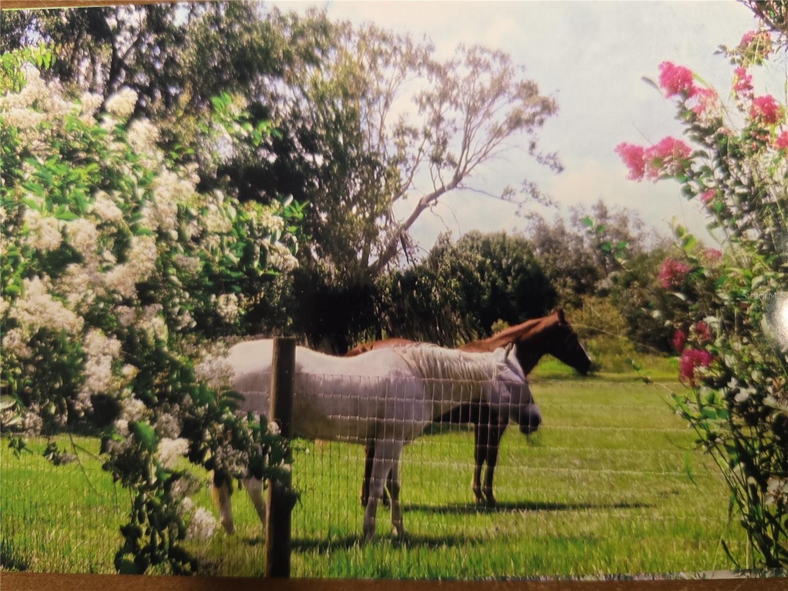 7662 SW LIVERPOOL RD, ARCADIA, FL, 34269