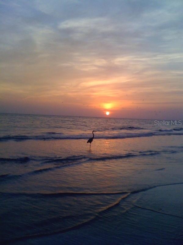 19020 GULF BLVD #8, INDIAN SHORES, FL, 33785