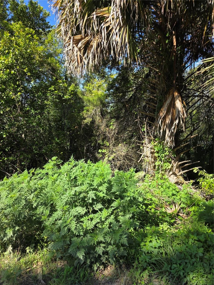 226 WALNUT AVE, ORANGE CITY, FL, 32763