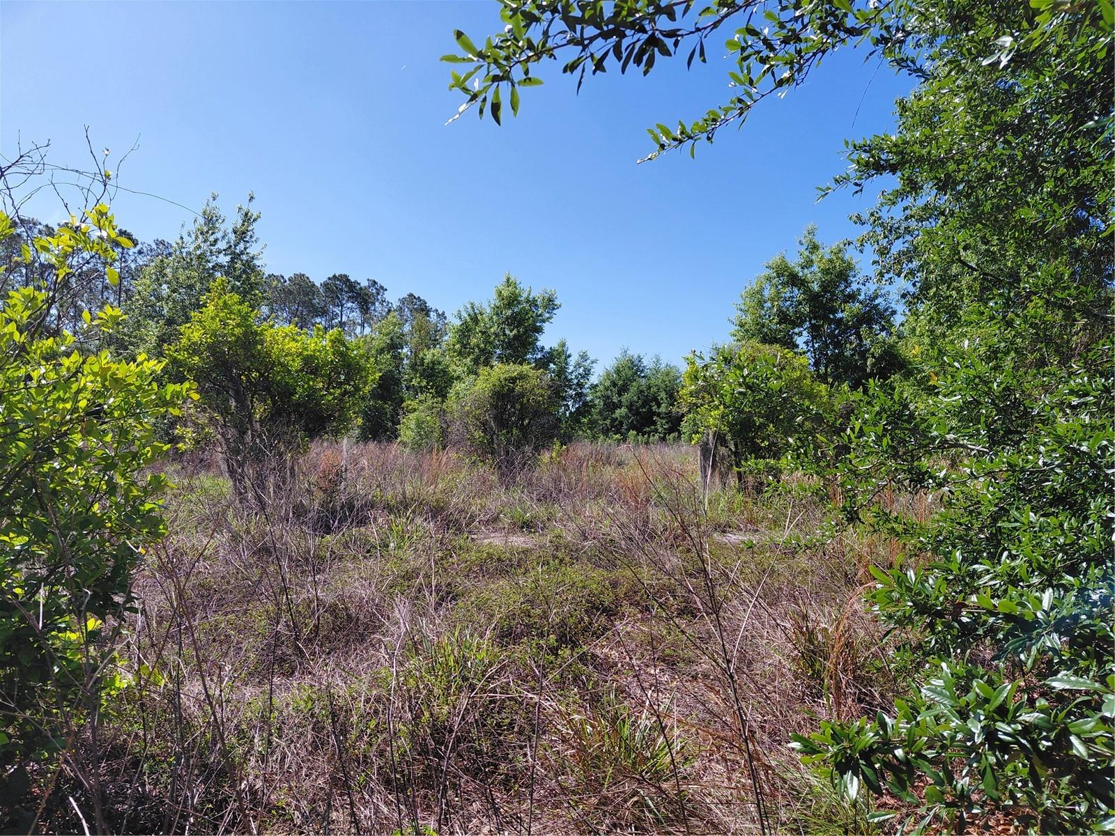 COFFEE CREEK LN, CLERMONT, FL, 34711