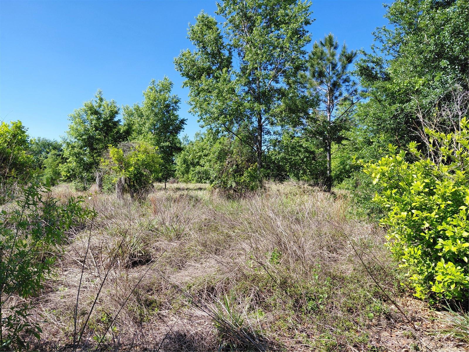 COFFEE CREEK LN, CLERMONT, FL, 34711