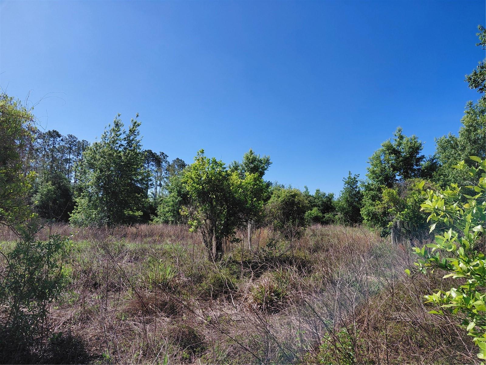 COFFEE CREEK LN, CLERMONT, FL, 34711