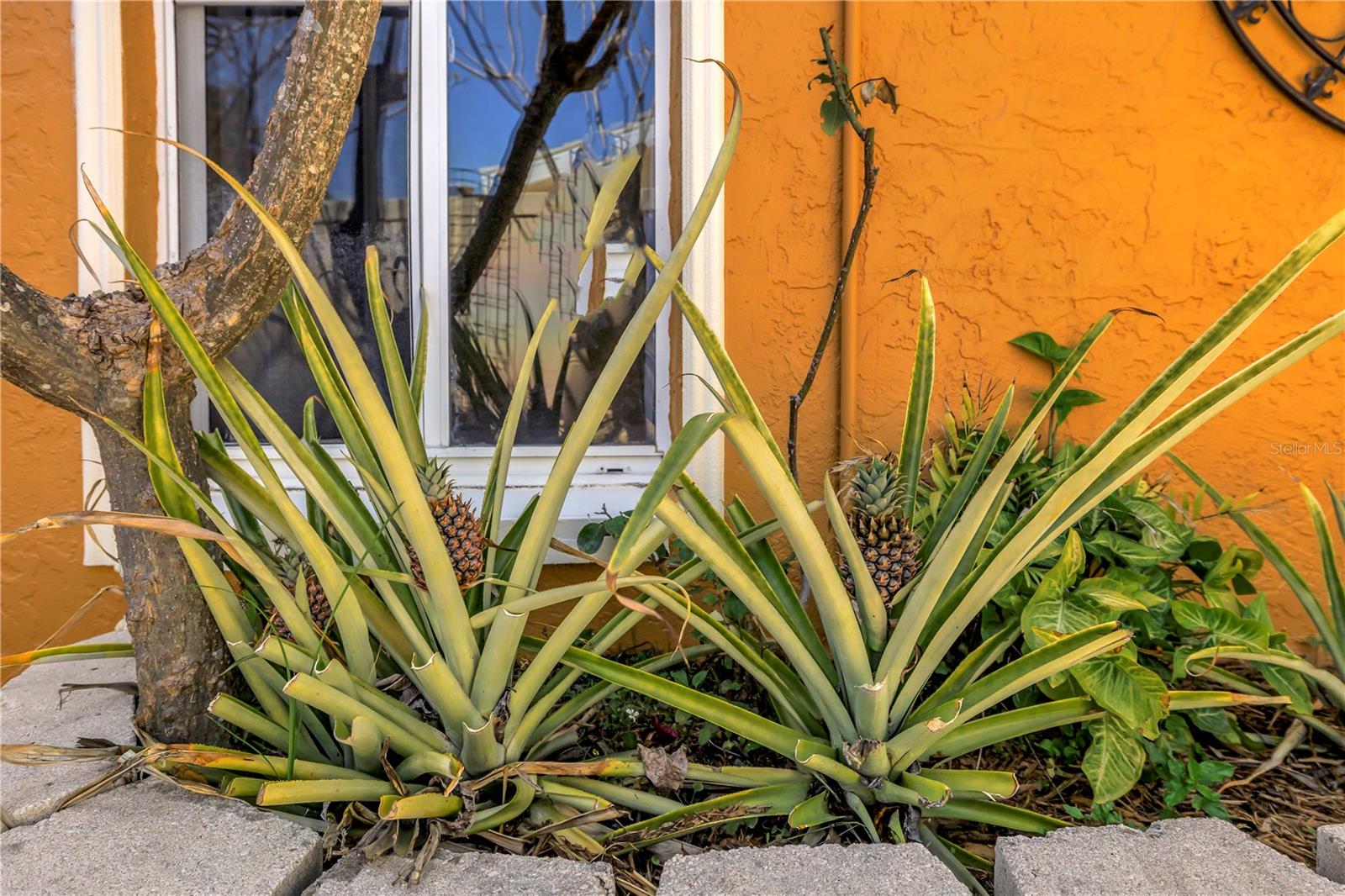 3945 POINSETTIA DR, ST PETE BEACH, FL, 33706