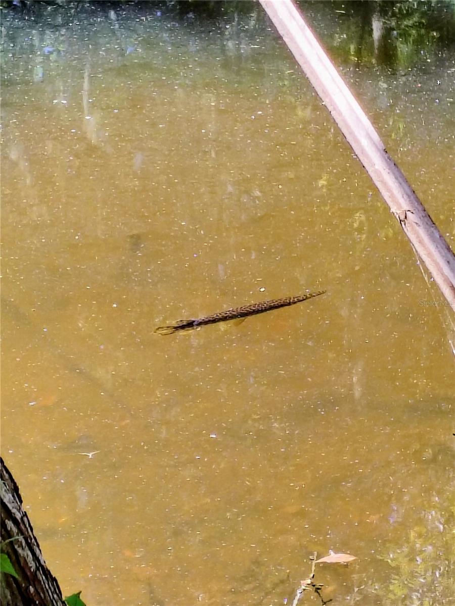 CR 457, LAKE PANASOFFKEE, FL, 33538