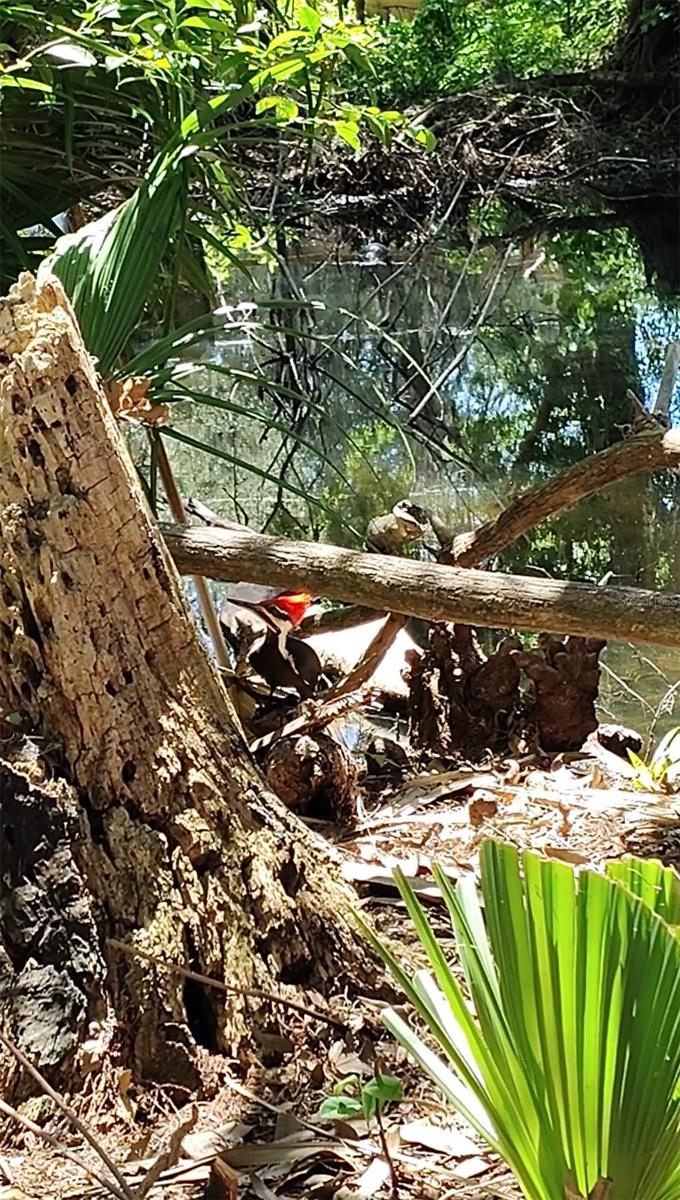 CR 457, LAKE PANASOFFKEE, FL, 33538